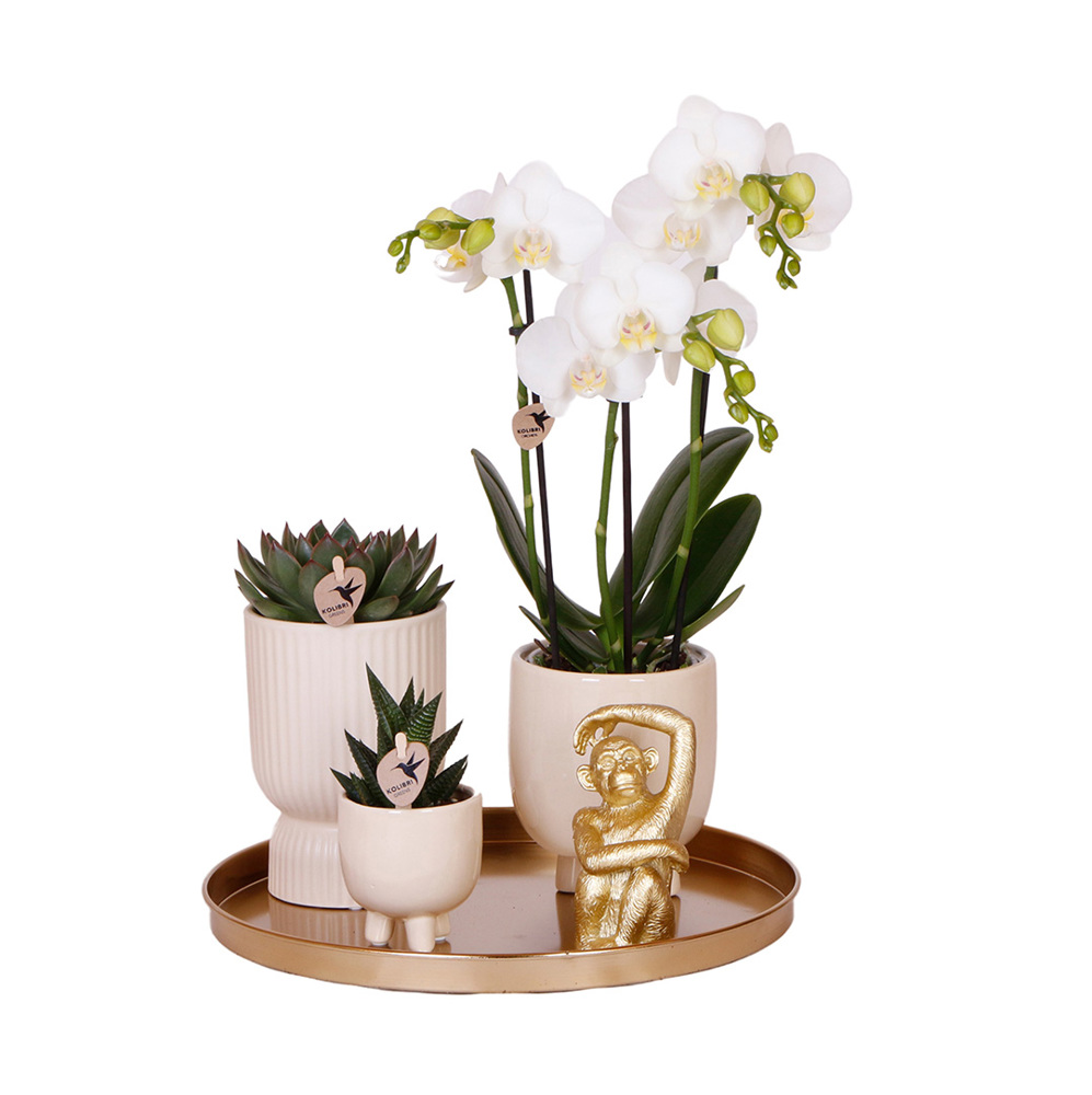 Botanical Giftset large - Travertine Charm - voor bedrijven en relatiegeschenken