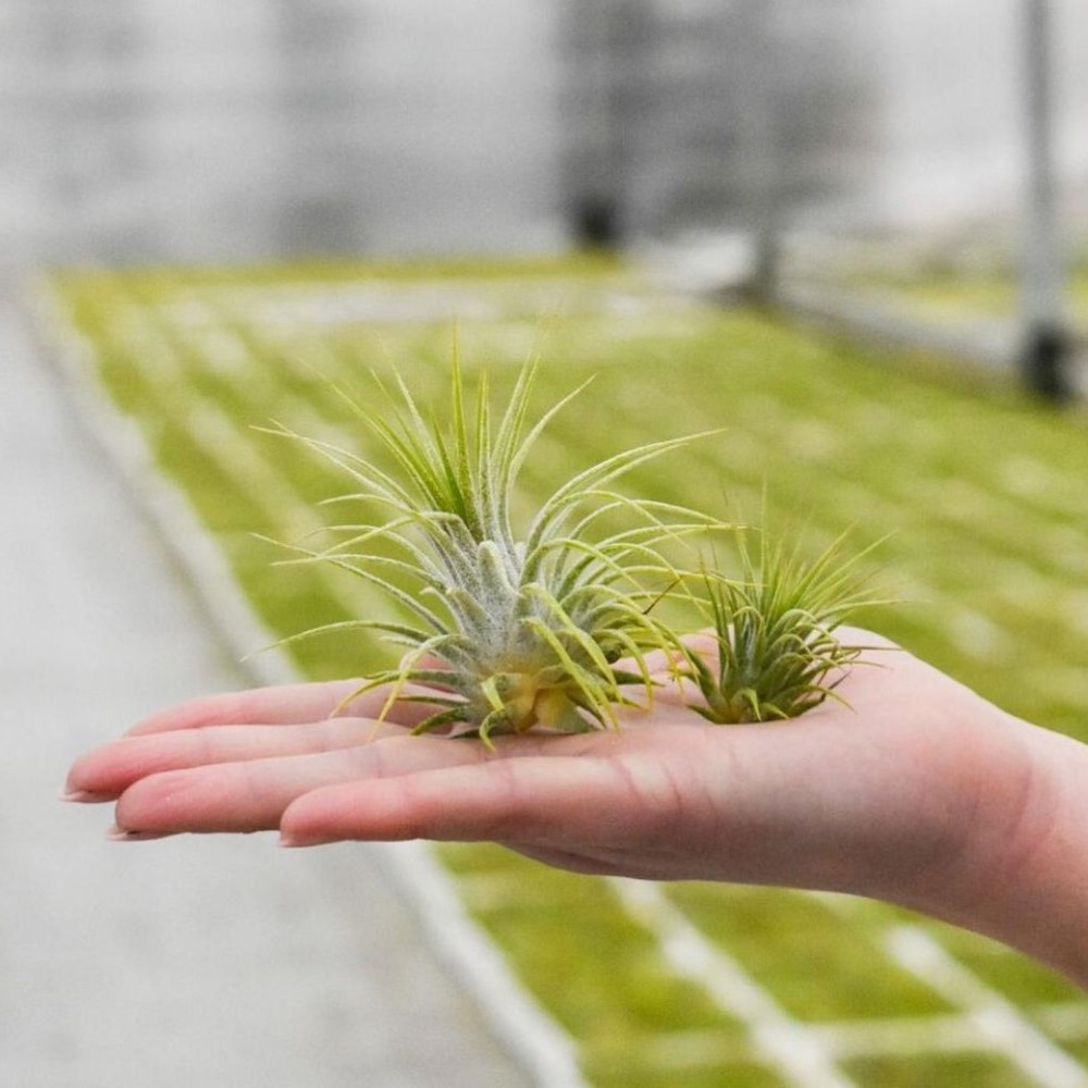 Airplant - Glass bottle square - voor bedrijven en relatiegeschenken