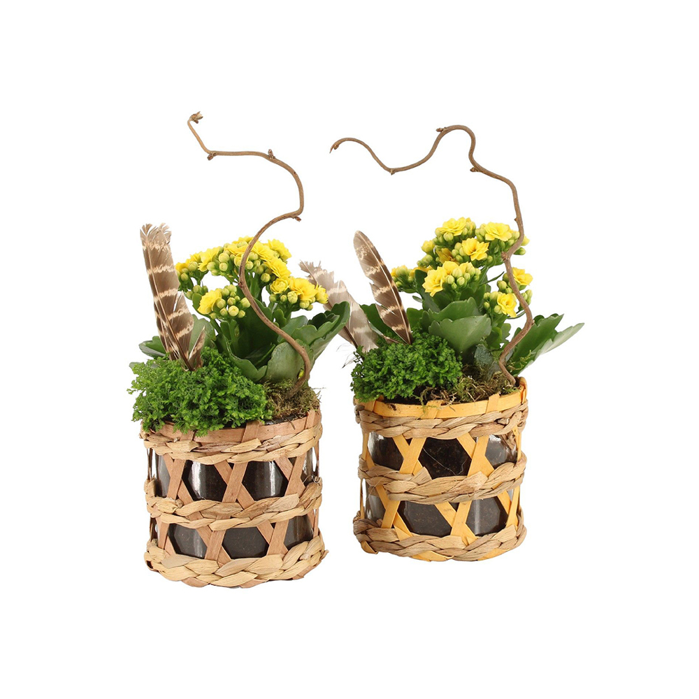 Easter wicker basket medium - Kalanchoë - kopen of bedrukken