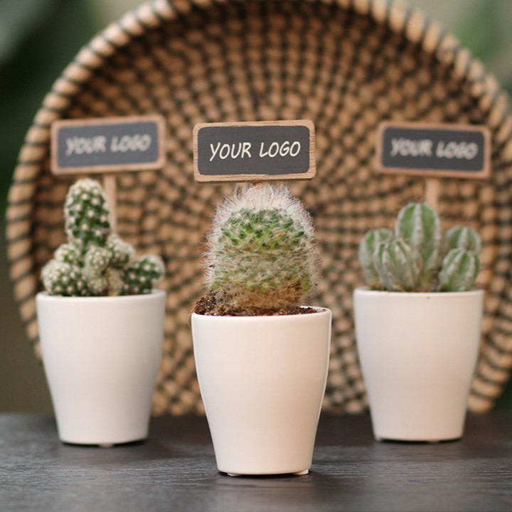 ChalkNotes® - Cacti mix, In giftbox