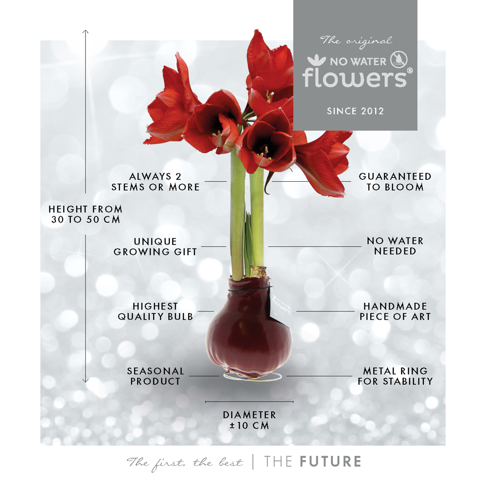No Water Flowers® - Waxz® on wood, In giftbox, Rood