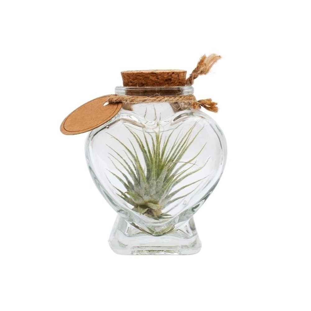 Airplant - Heart - voor bedrijven en relatiegeschenken