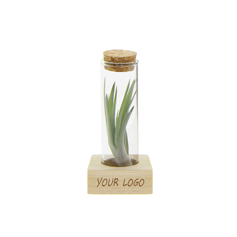 Airplant - Single tube & wood - voor bedrijven en relatiegeschenken