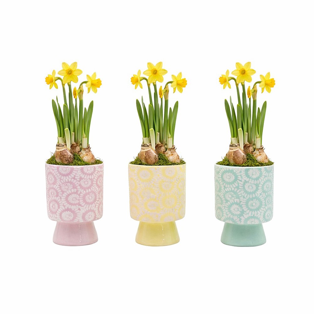 Easter colourful chicken medium - Narcis - kopen of bedrukken
