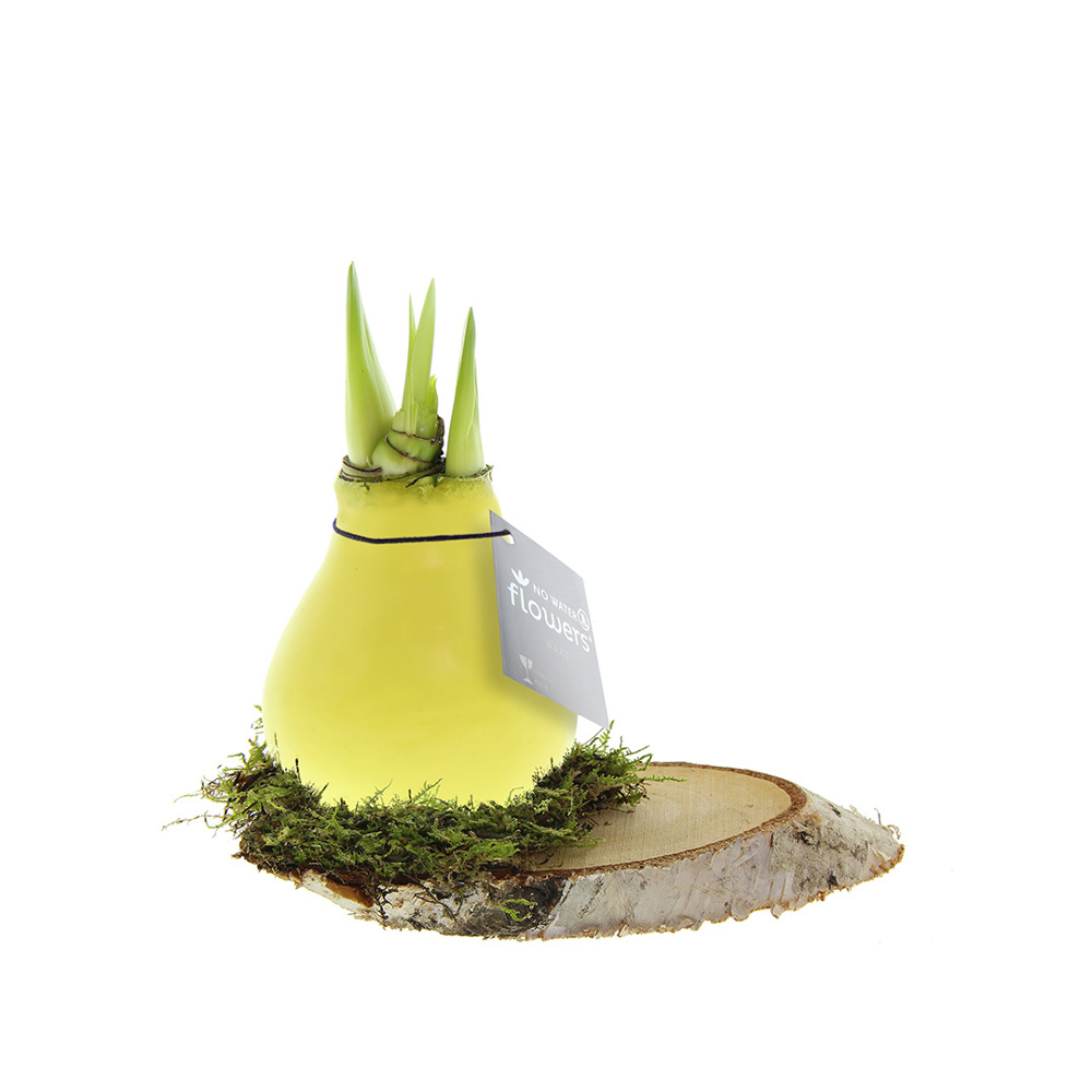 No Water Flowers® - Waxz® on wood - voor bedrijven en relatiegeschenken - Pastel geel