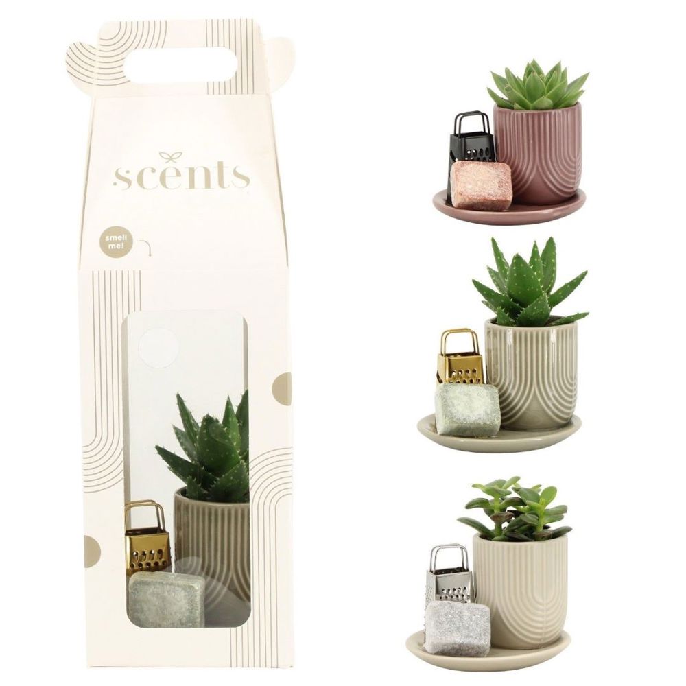Aromatic Giftset small - kopen of bedrukken
