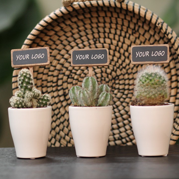 ChalkNotes® - Cacti mix, In giftbox